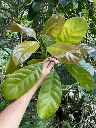 Cacaillo