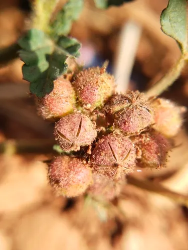 Chocolateweed