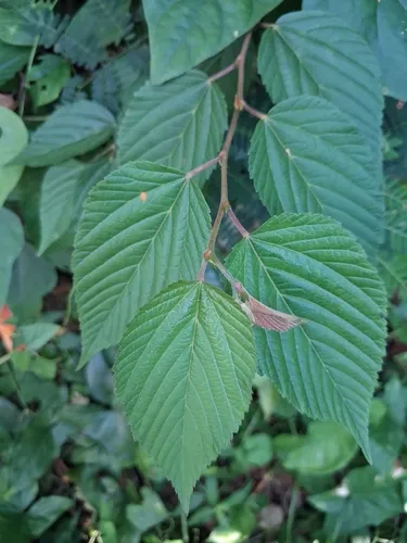 Bretonica Prieta