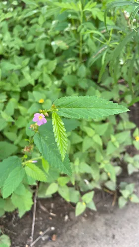 Pyramidflower