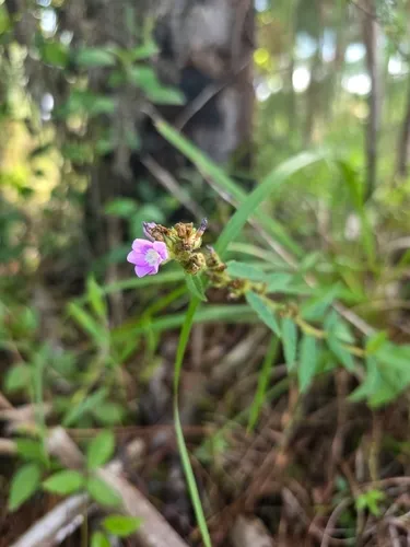 Bretonica Peluda
