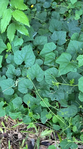Guadeloupe Cucumber — photo by Jordan McIlveen