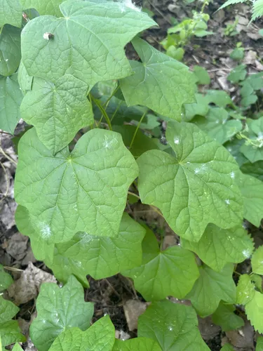 Common Moonseed