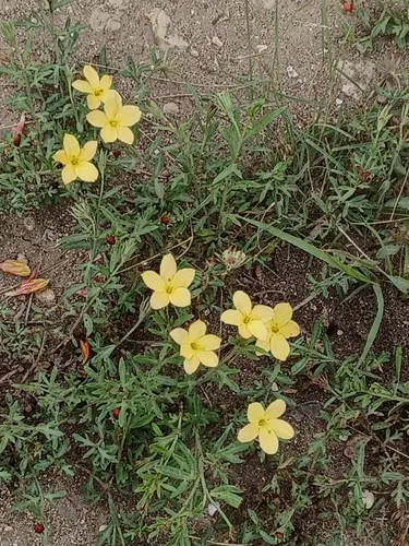 Low Menodora
