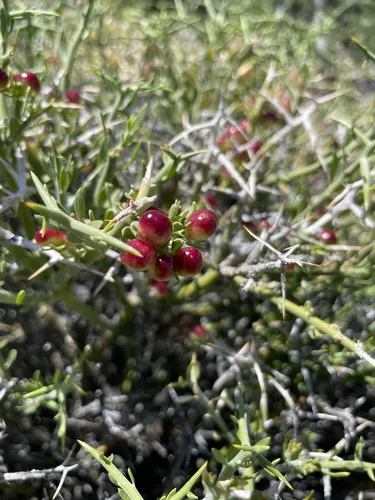 Spiny Menodora