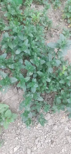 Wild Mint