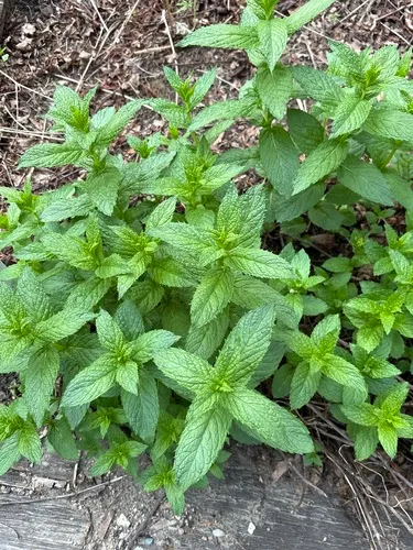 Spearmint — photo by tfborge