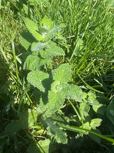 Apple Mint — photo by maia_cltn