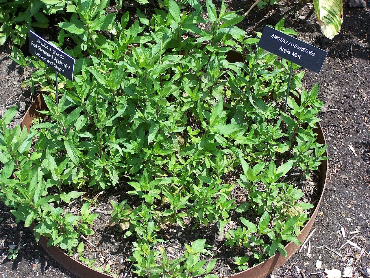 Gingermint