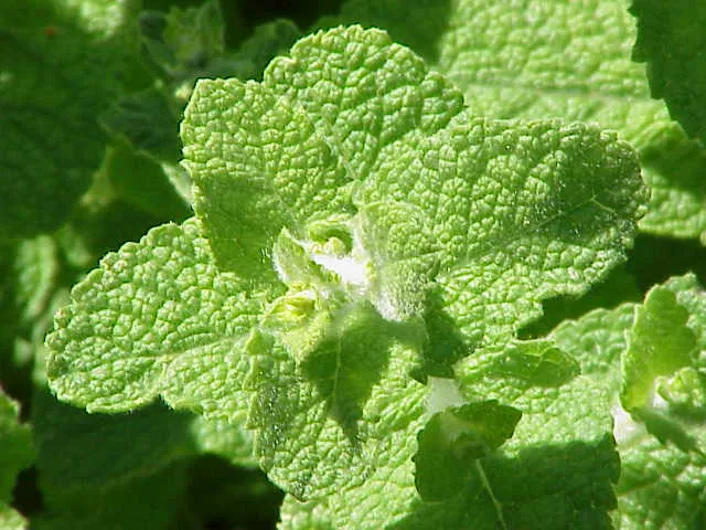 Mentha ×rotundifolia