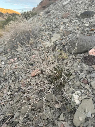 Arapien Blazingstar