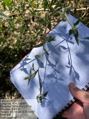 Organ Mountain Blazingstar — photo by Belen Arratia