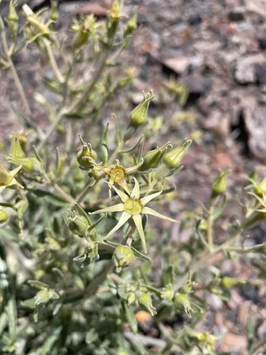 Candelaria Blazingstar