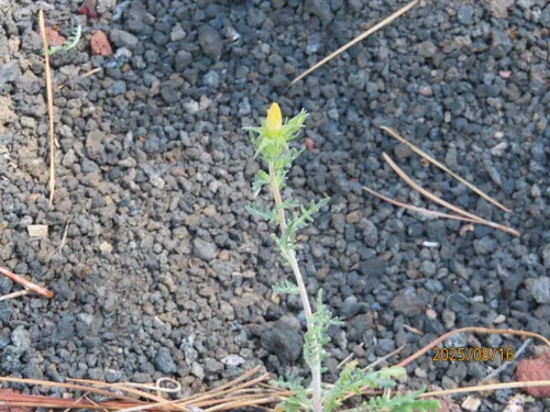 Sunset Crater Blazingstar — photo by Cameron W Barrows