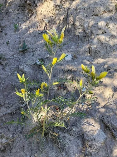Rio Chama Blazingstar — photo by Cecelia Alexander