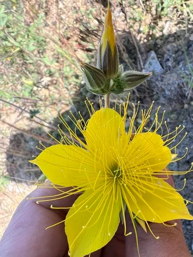 Sierra Blazingstar — photo by James T. Von Tersch