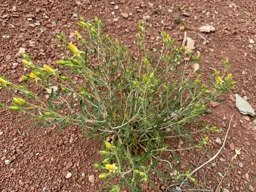 Cronquist's Blazingstar — photo by FrontRangeWildflowers