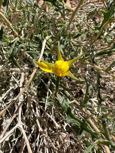 Royal Gorge Blazingstar — photo by Kara Carragher
