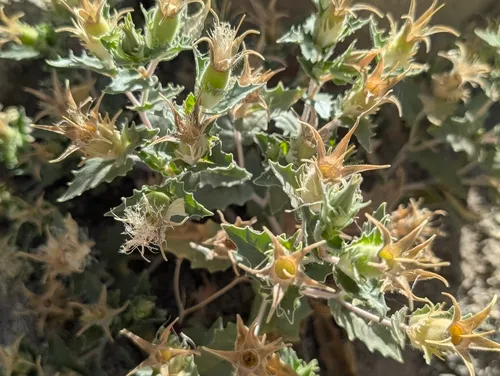 Whitebract Blazingstar — photo by P. Johnson