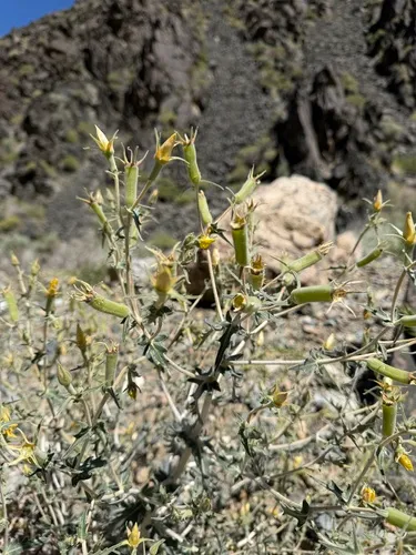 Inyo Blazingstar — photo by Matt Berger