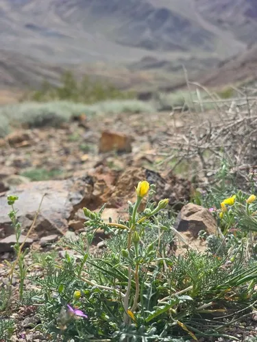 Jones' Blazingstar — photo by Casey Flinspach