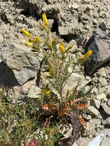 Cutleaf Blazingstar — photo by Nick Moore