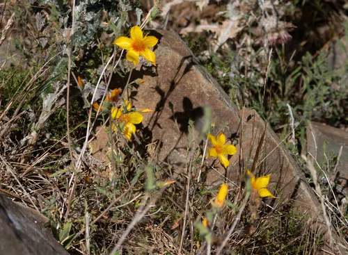 Lindley's Blazingstar — photo by Annette Herz