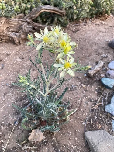 Adonis Blazingstar