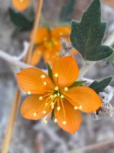 Coahuila Blazingstar — photo by Mixael Martinez