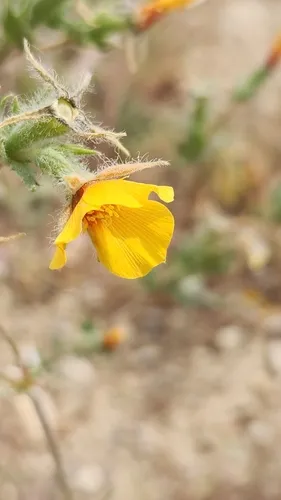 San Joaquin Blazingstar — photo by Rod