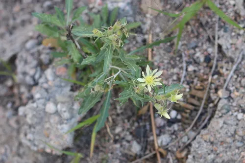 Rusby's Blazingstar — photo by Scott F Smith