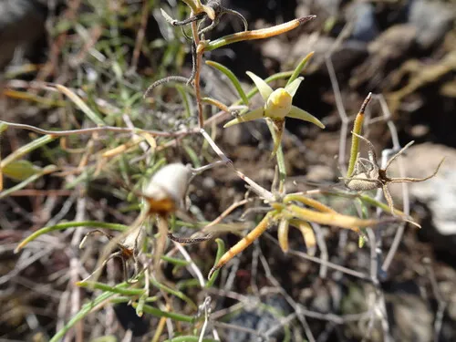 Santa Fe Blazingstar — photo by julieluetzelschwab