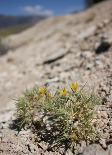 Torrey's Blazingstar — photo by Morgan Stickrod