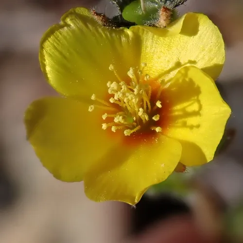 Veatch's Blazingstar — photo by John Cowles