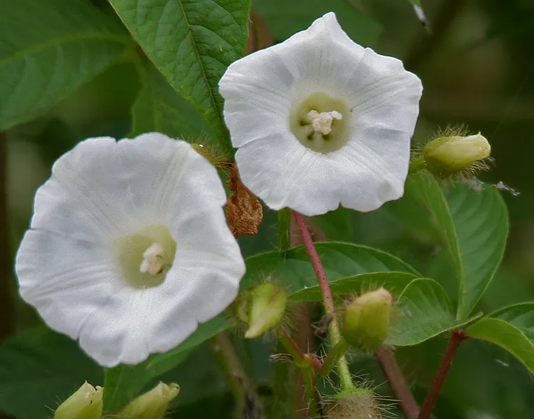 Hairy Woodrose