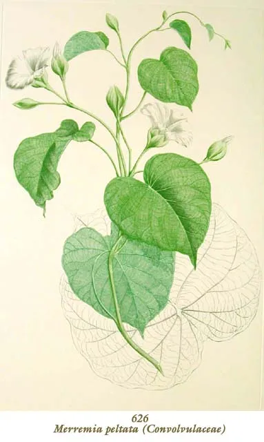 Merremia