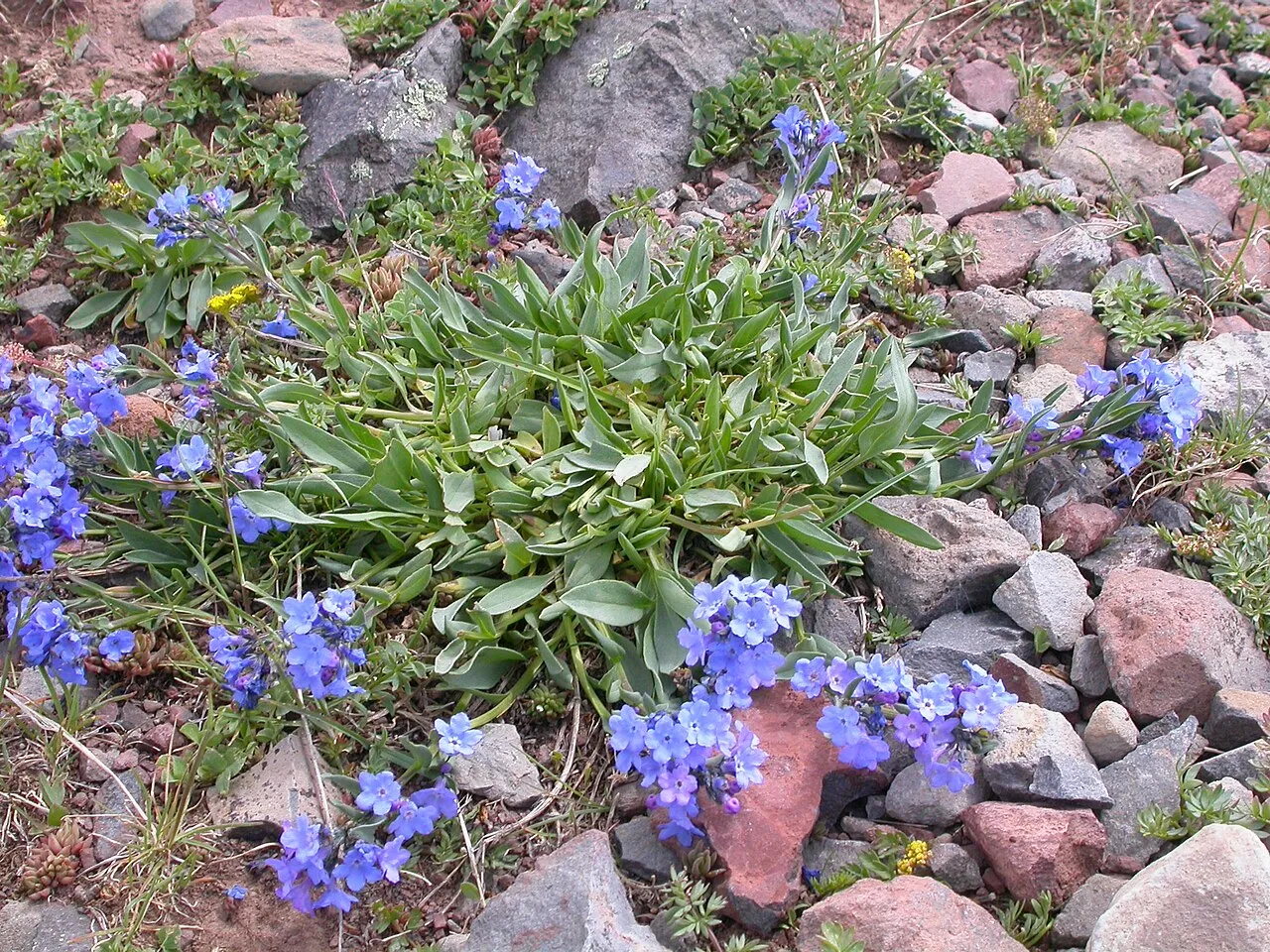 Alpine Bluebells