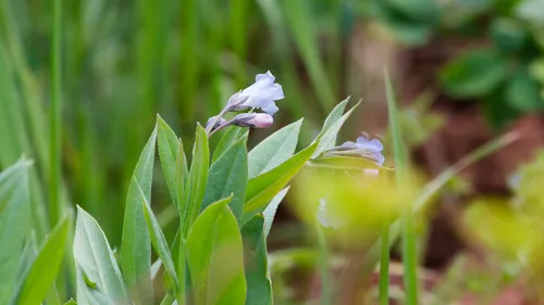 Aspen Bluebells