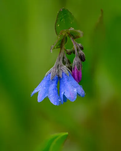 Beautiful Bluebells
