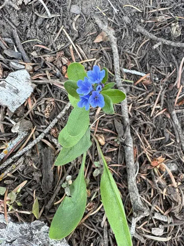 Shortstyle Bluebells — photo by Grace Fletcher