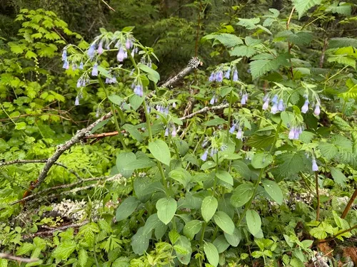 Tall Fringed Bluebells — photo by Robert Riedl