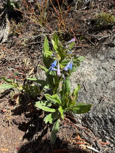 Franciscan Bluebells