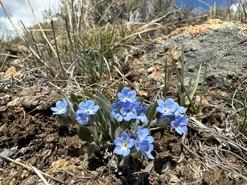 Rocky Mountain Bluebells — photo by Madeline Catterson