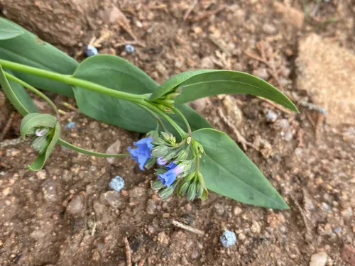 Prairie Bluebells (var. secundorum) — photo by joannerusso