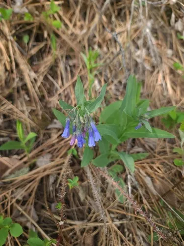 Oblongleaf Bluebells — photo by John Gaskin
