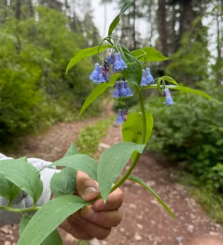 Shade Bluebells — photo by FrontRangeWildflowers