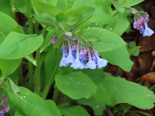 Virginia Bluebells — photo by Chuck Cantley