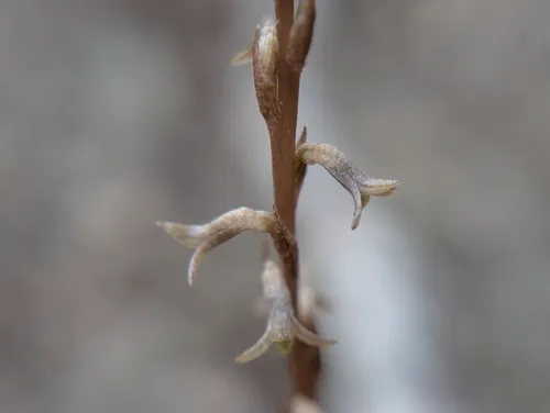 Florida Keys Ladies'-tresses — photo by Justin
