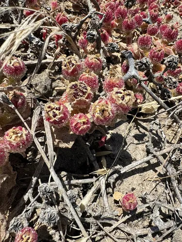 Common Iceplant