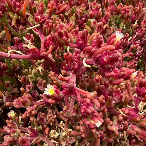 Slenderleaf Iceplant — photo by empgui_lepid